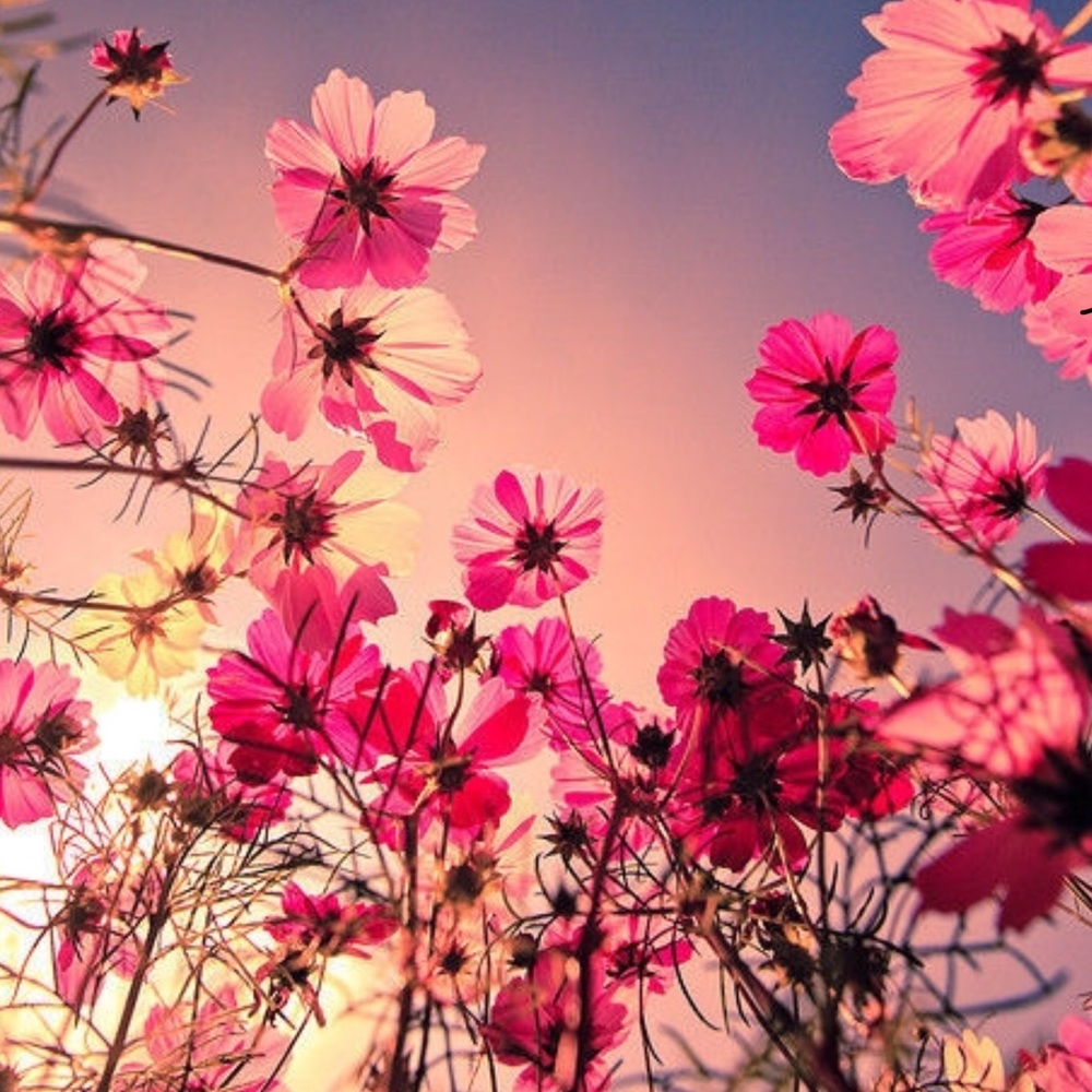 Meet your Posher, Zoe